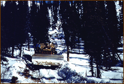 Photo of going through trees to Big Gold Creek