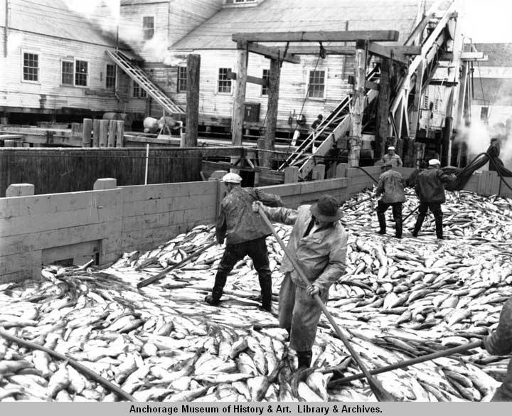 Unloading salmon at a cannery in Bristol Bay, Alaska, circa 1950's. AMRC-wws-156-R23, Ward Wells Collection, Anchorage Museum at Rasmuson Center.