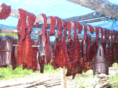 Copper River salmon and roe drying on a fish rack