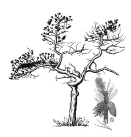 lodgepole pine_drawing.jpg