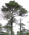 lodgepole pine_yakutat.jpg