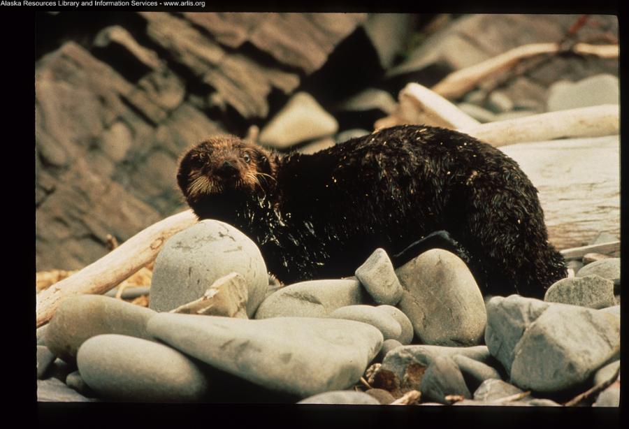 Oiled Sea Otter