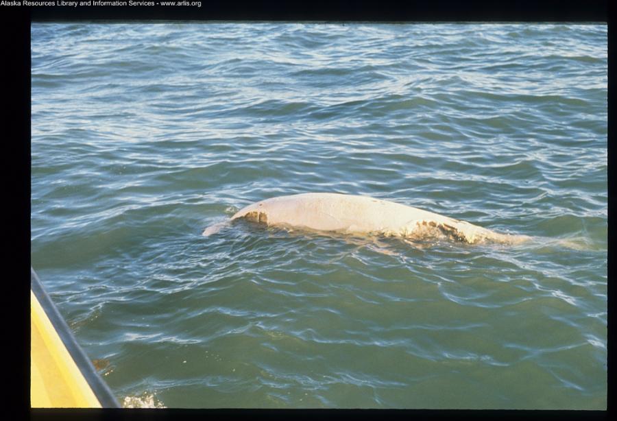 Dead Beluga Whale