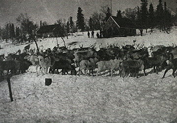 Reindeer at Kokhanok Bay
