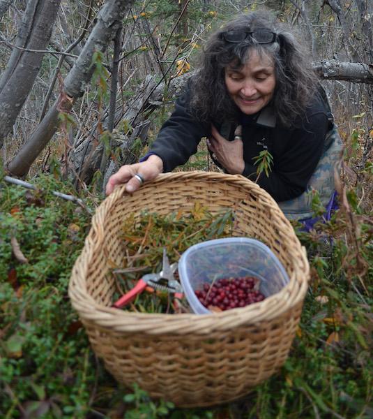 Harvesting Labrador Tea and Cranberries