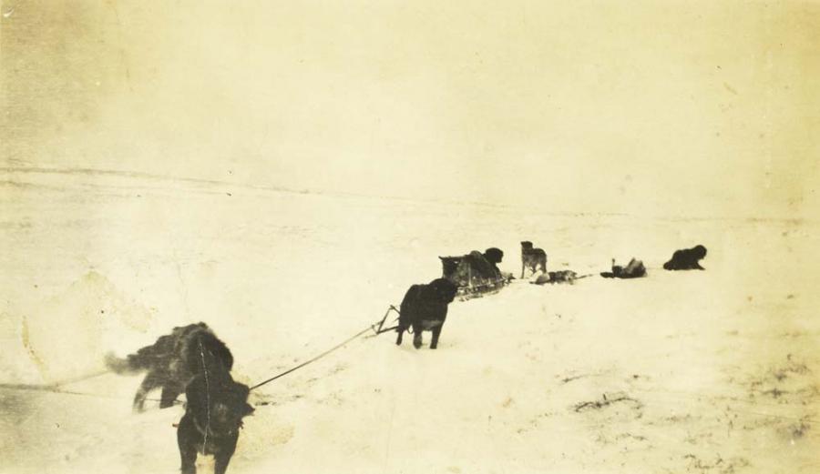 Dog Team on Tundra