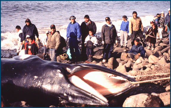 Butchering a Minke Whale
