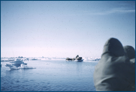 Walrus on Ice