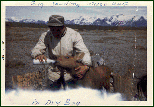 Feeding Moose Calf