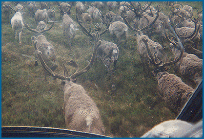 Reindeer Bulls