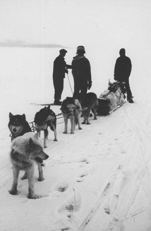 Dog Team On Yukon River