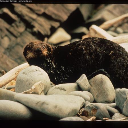 Oiled Sea Otter