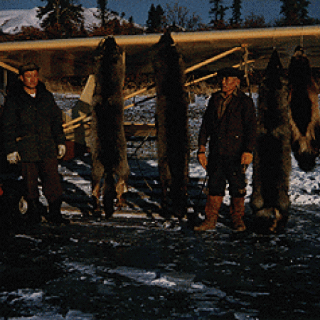 Fur Harvest on Airplane Wing