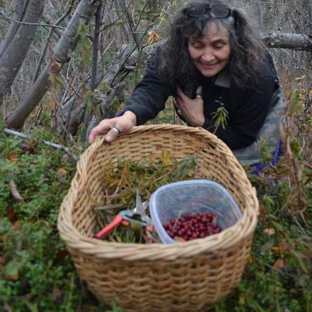 Harvesting Labrador Tea and Cranberries