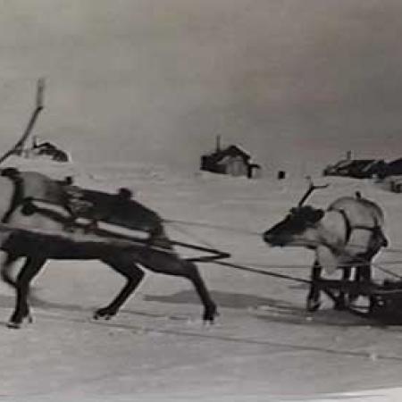 Reindeer pulling a sled