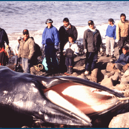 Butchering a Minke Whale