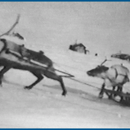 Reindeer Pulling a Sled