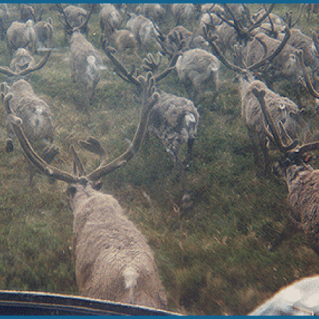Reindeer Bulls