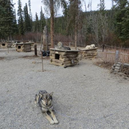 Dogs and Dog Houses in the Dog Yard