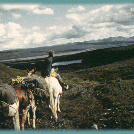Berle Mercer Riding Pack Horse