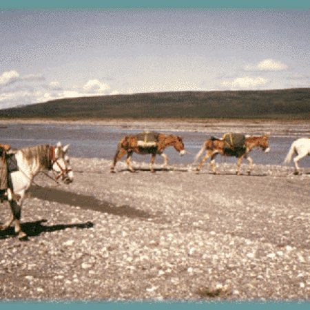 Horses Crossing River