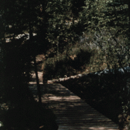 Trail Boardwalk