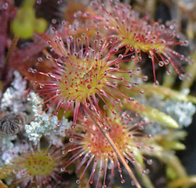 sundew_closeup.jpg